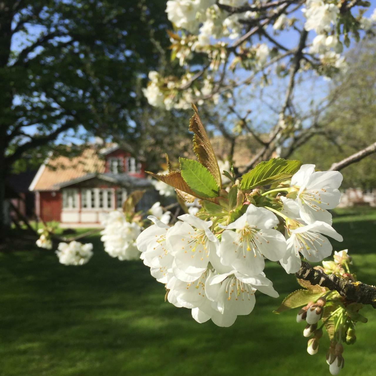 Soeder Countryhouse & Kitchen Båstad Dış mekan fotoğraf